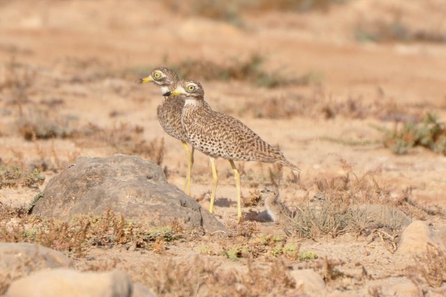 Oedicnème tachard / Spotted Thick-knee